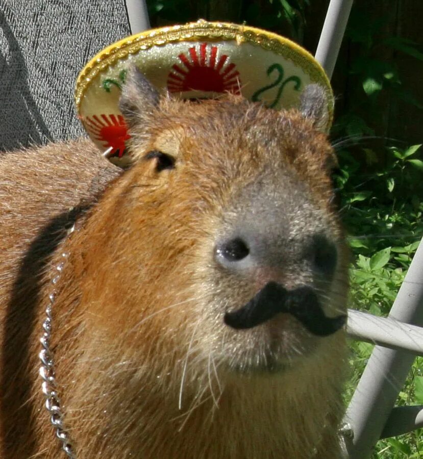 Капибара фото на аватарку Some people ask why I want a capybara. Those who see this don't tend to ask that