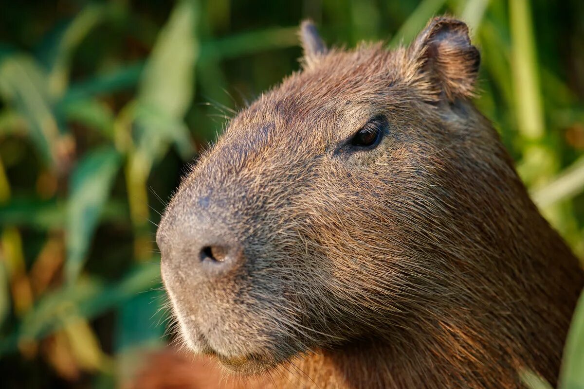 Капибара фото на аватарку All About the Capybara: The World’s Largest Rodent - Gage Beasley