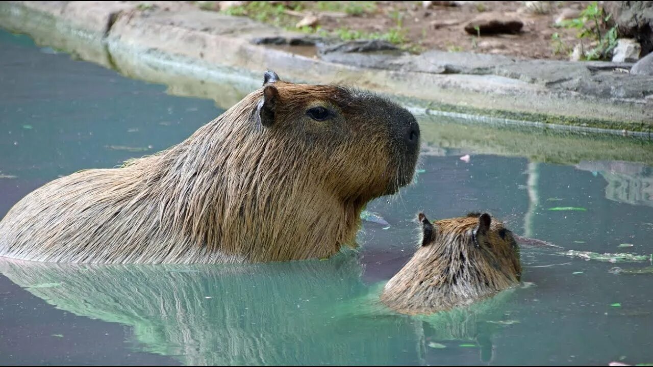 Капибара фото на рабочий стол 1920х1080 ok i pull up capybara - YouTube
