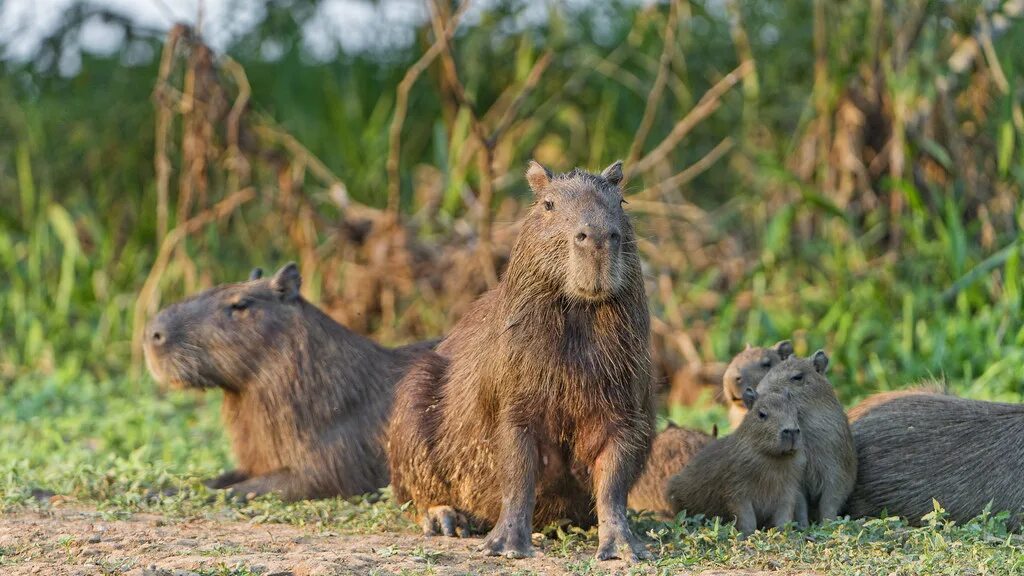 Капибара фото на рабочий стол 1920х1080 Anoher capybara family I think that capybaras are very pho. Flickr