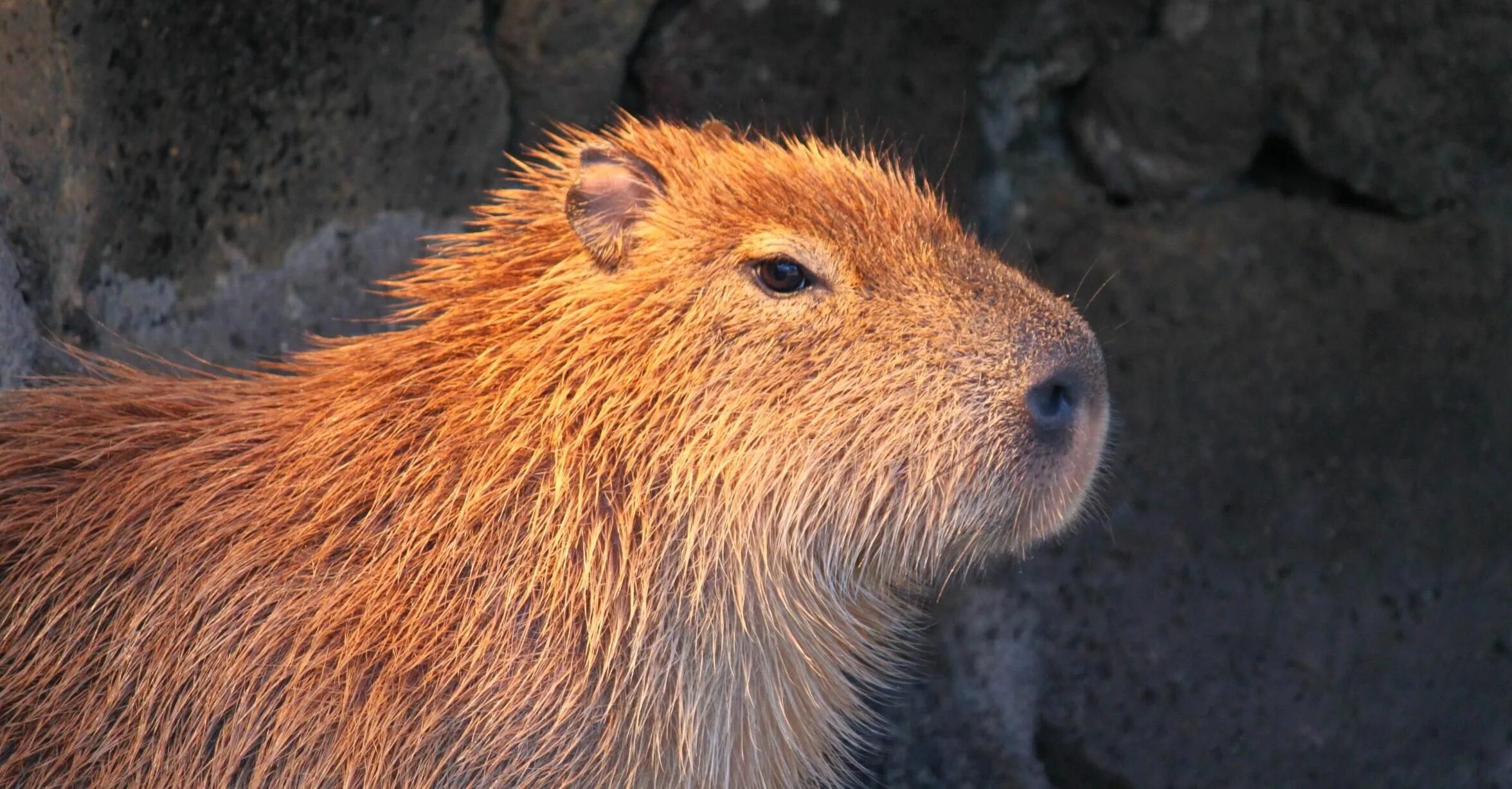 Капибара фото на рабочий стол 1920х1080 Is Florida About to Be Swamped With Capybara? Capybara, Florida, Animals