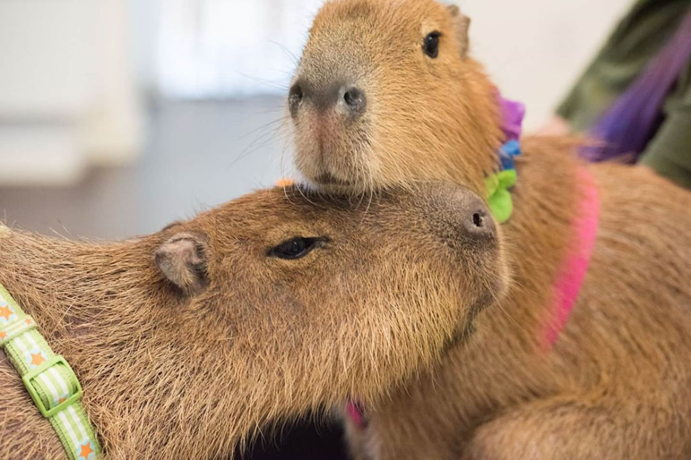Капибара фото настоящие Capybaras via @crazy_codys_creatures Capybara, Warm fuzzies, Aww