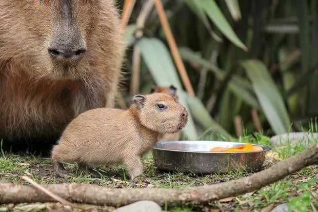 Капибара фото настоящие Cuteness overload': Wellington Zoo welcomes new capybara pups Baby capybara, Cap