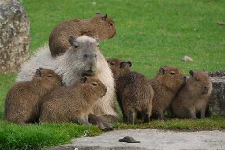 Капибара фото настоящие Factory Worker Gets Surprise Visit From Pack Of World's Largest Rodents Capybara