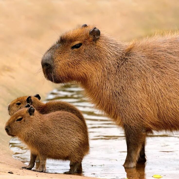 Капибара фото настоящие Kapibara ile Yavruları Capybara, Unusual animals, Rodents