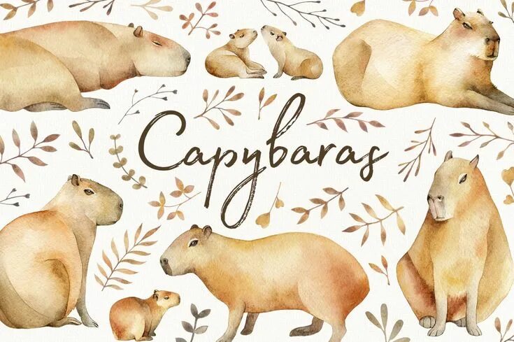 Капибара фото печать для торта Capybaras Watercolor set Capybara, Cute animal drawings, Science illustration