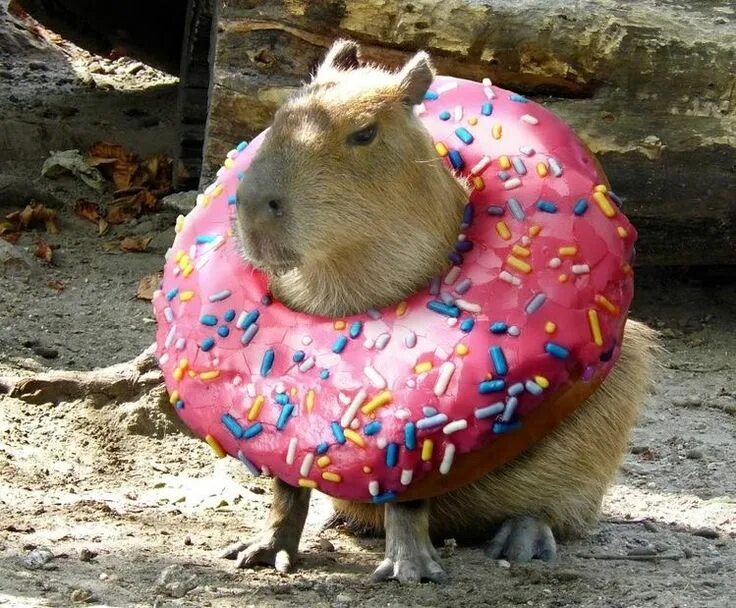 Капибара фото печать для торта Capybara Капибара, Самые милые животные, Забавные зверюшки