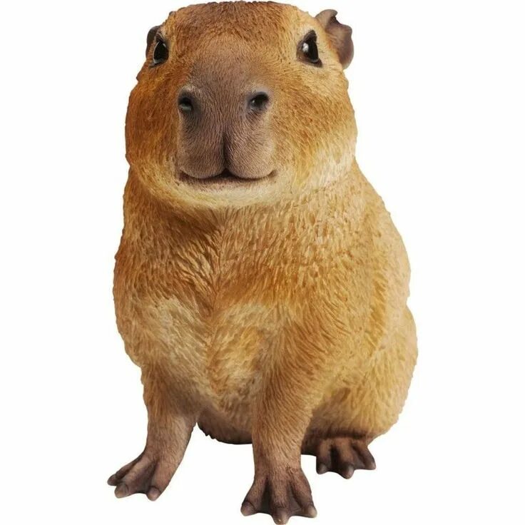 Капибара фото png Pin by e_11 on Capybara Capybara, Teddy bear, Animals