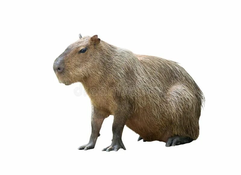 Капибара фото png Capybara isolated. Capybara ( hydrochoerus hydrochaeris ) isolated on white back