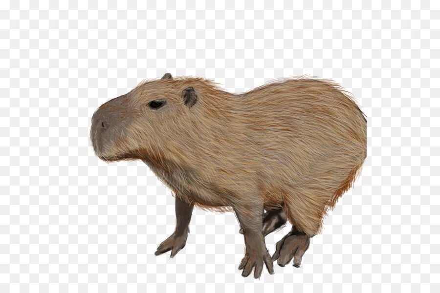 Капибара фото png Capybara - Beaver Cartoon - CleanPNG / KissPNG