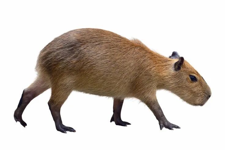 Капибара фото png Meet the Capybara, the World's Largest Rodent Capybara, Rainforest animals, Anim