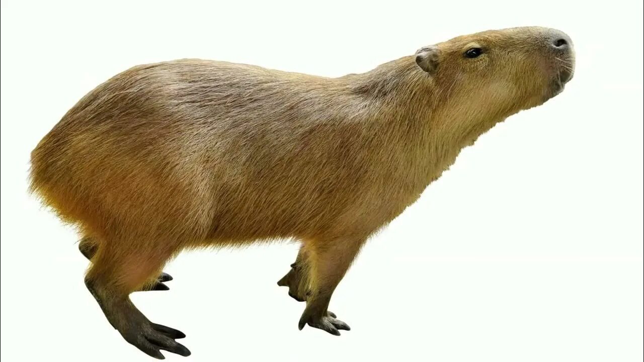Капибара фото png The Capybara Song. - YouTube