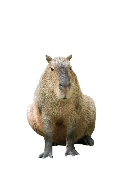 Капибара фото png Ответы Mail.ru: Вы любите капибар?