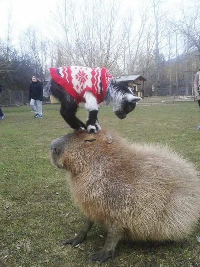 Капибара фото прикол Capybaras Are Really Chill With Everyone Baby animals, Capybara, Cute animals