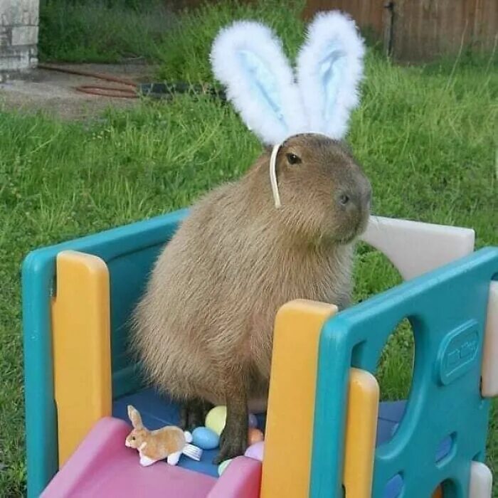 Капибара фото прикол 50 "Important Animal Images" To Put A Smile On Your Face (New Pics) Capybara pet