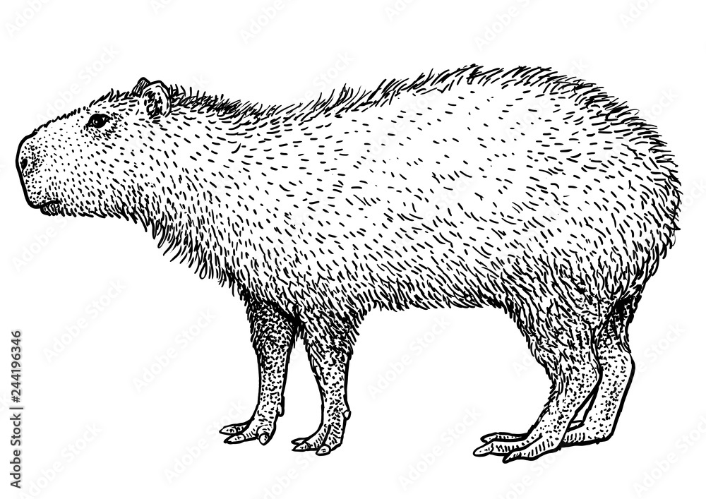 Капибара фото раскраска Capybara illustration, drawing, engraving, ink, line art, vector Stock Vector Ad