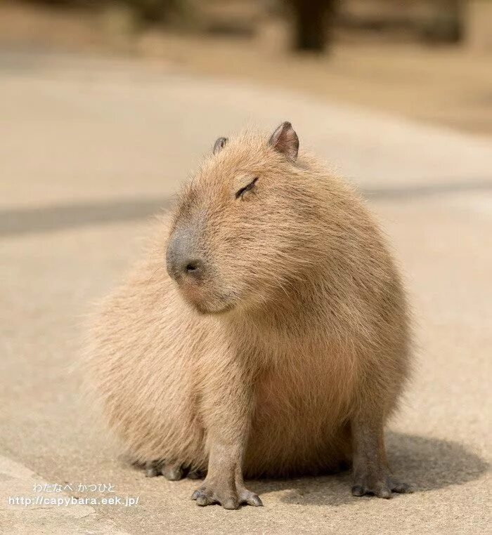 Капибара фото рисунок милый A very flirty capybara - Funny Capybara pet, Capybara, Cute animals
