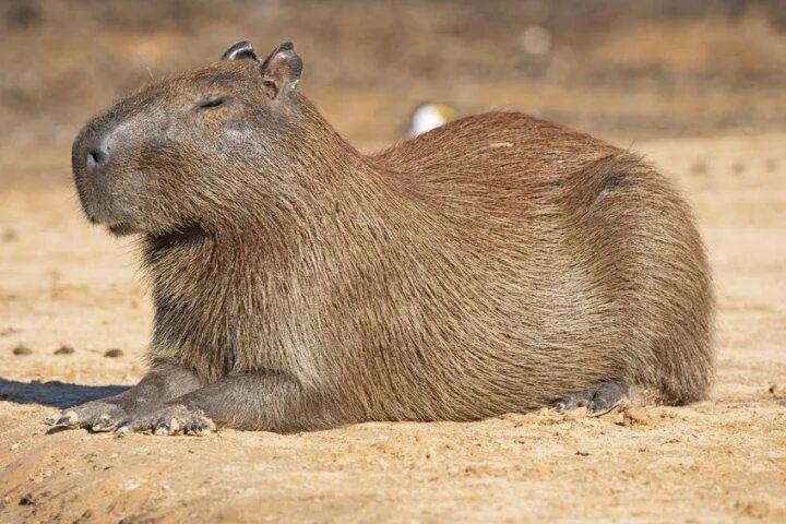 Капибара фото с боку Ten Interesting Facts About The Capybara, The World's Largest Rodent Capybara pe