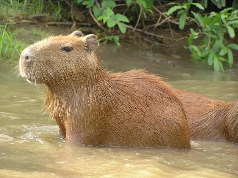 Капибара фото с боку Capybara,i have wanted 1 sense they were in the news a couple of years ago...IT 