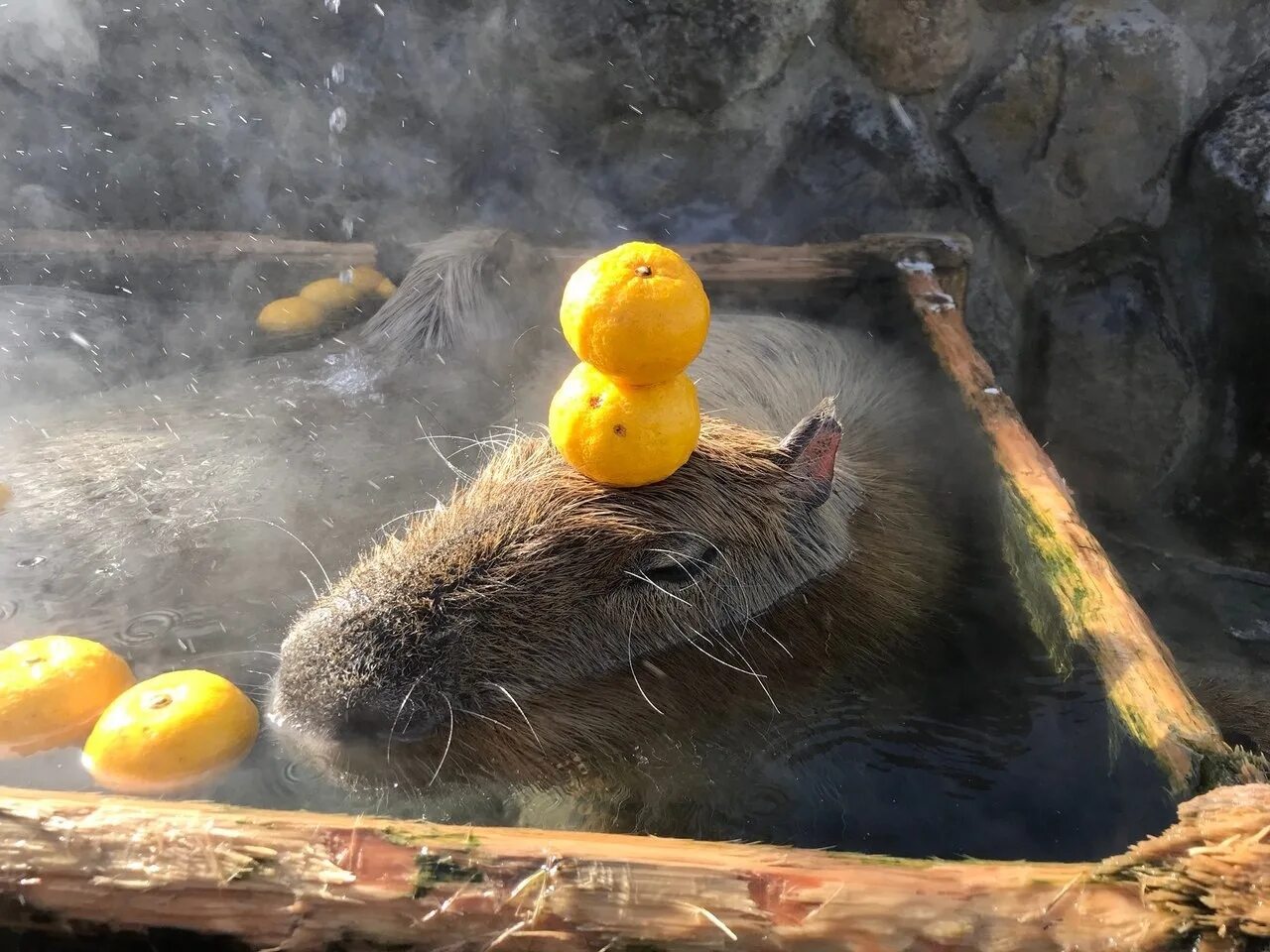 Капибара фото с мандарином Продажа капибар