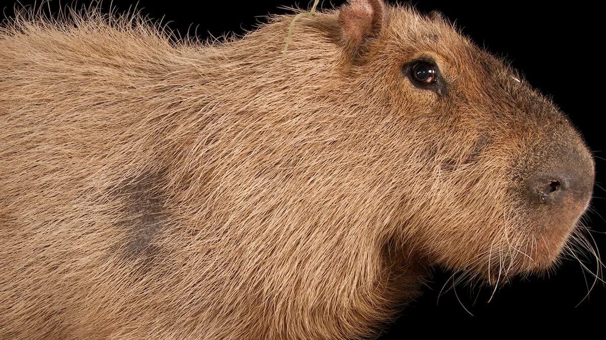 Капибара фото сбоку Capybara Facts