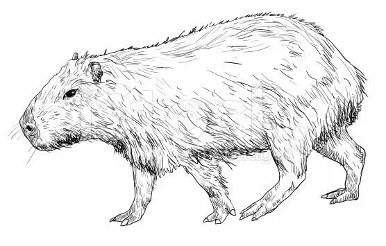 Капибара фото шаблон для раскраски Capybara, Realistic animal drawings, Realistic drawings