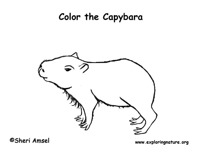 Капибара фото шаблон для раскраски Capybara Coloring Page