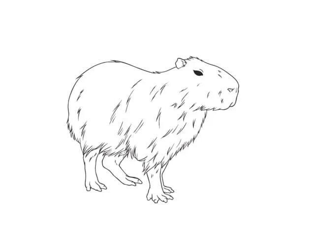 Капибара фото шаблон для раскраски Capybara Coloring Pages