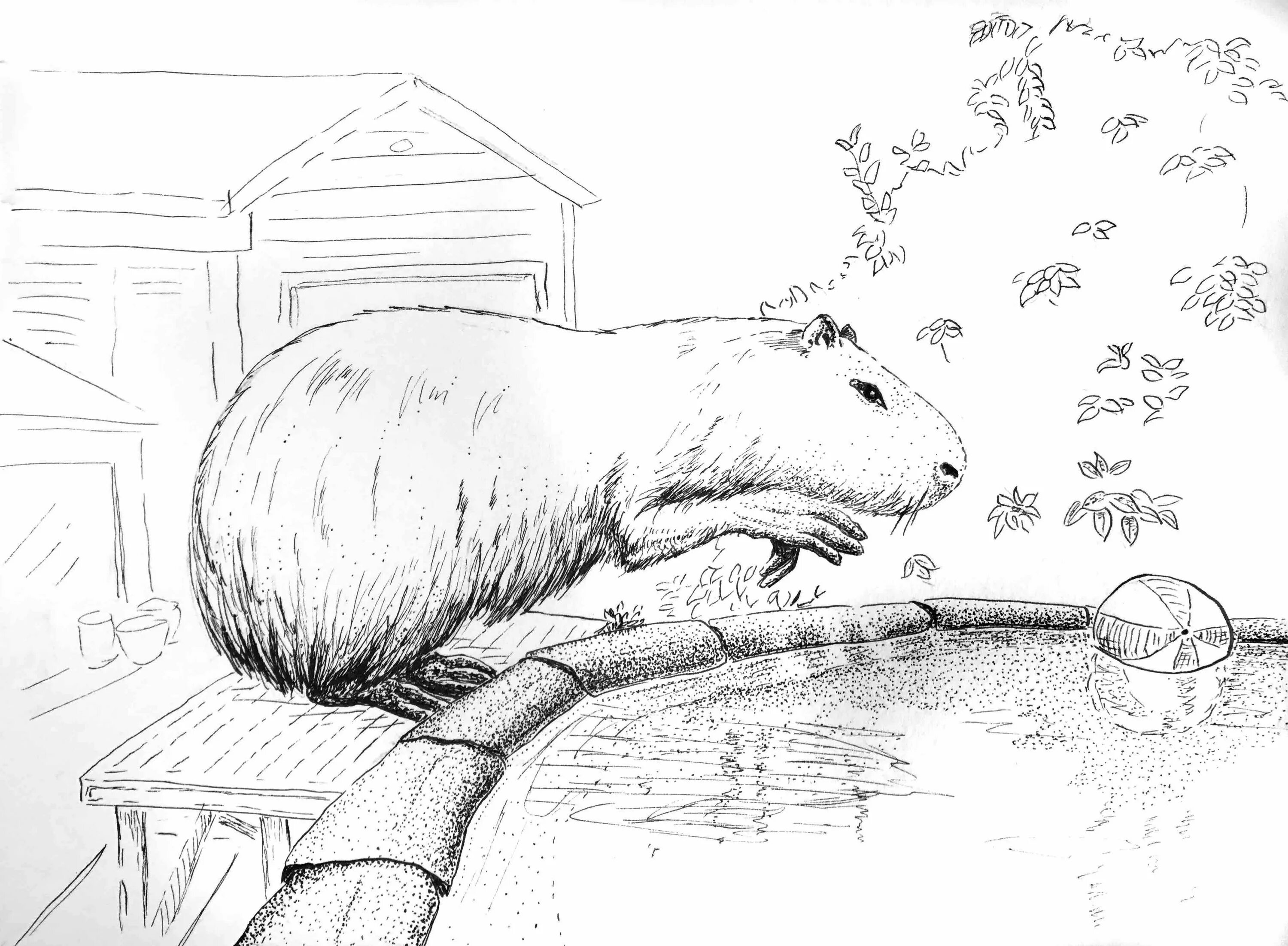 Капибара фото шаблон для раскраски Capybara coloring page - Pin by Gina on coloring Capybara, Animal coloring pages