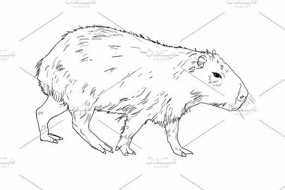 Капибара фото шаблон для раскраски The vector of capybara Capybara, Animal art, Animals