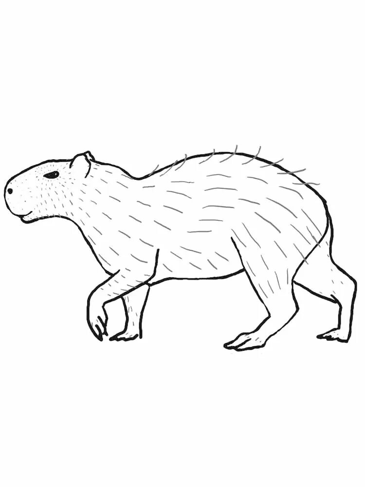 Капибара фото шаблон для раскраски Capybara Coloring Pages - Best Coloring Pages For Kids Animal coloring pages, Co