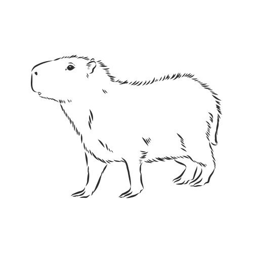 Капибара фото шаблон для раскраски Capybara hand drawing animals south america Vector Image