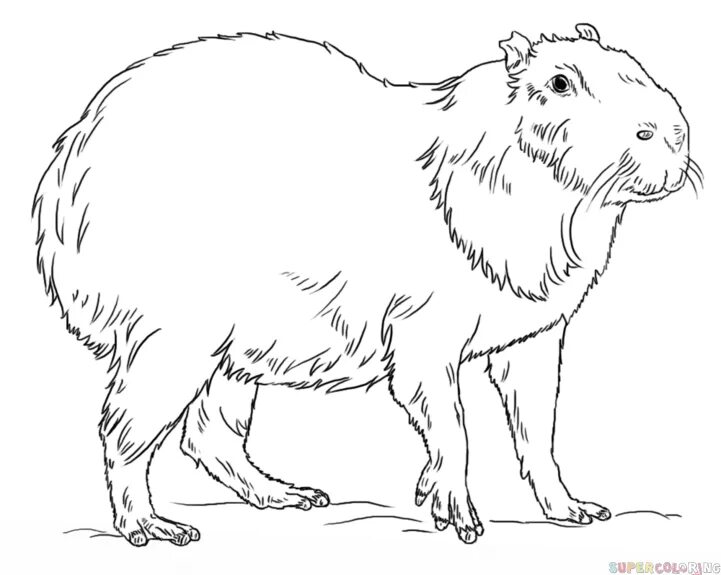 Капибара фото шаблон для раскраски How to draw a capybara Step by step Drawing tutorials Drawing tutorial, Cute ani