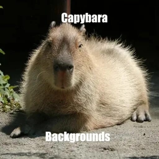Капибара фото скачать бесплатно Steam Workshop::Capybara Backgrounds