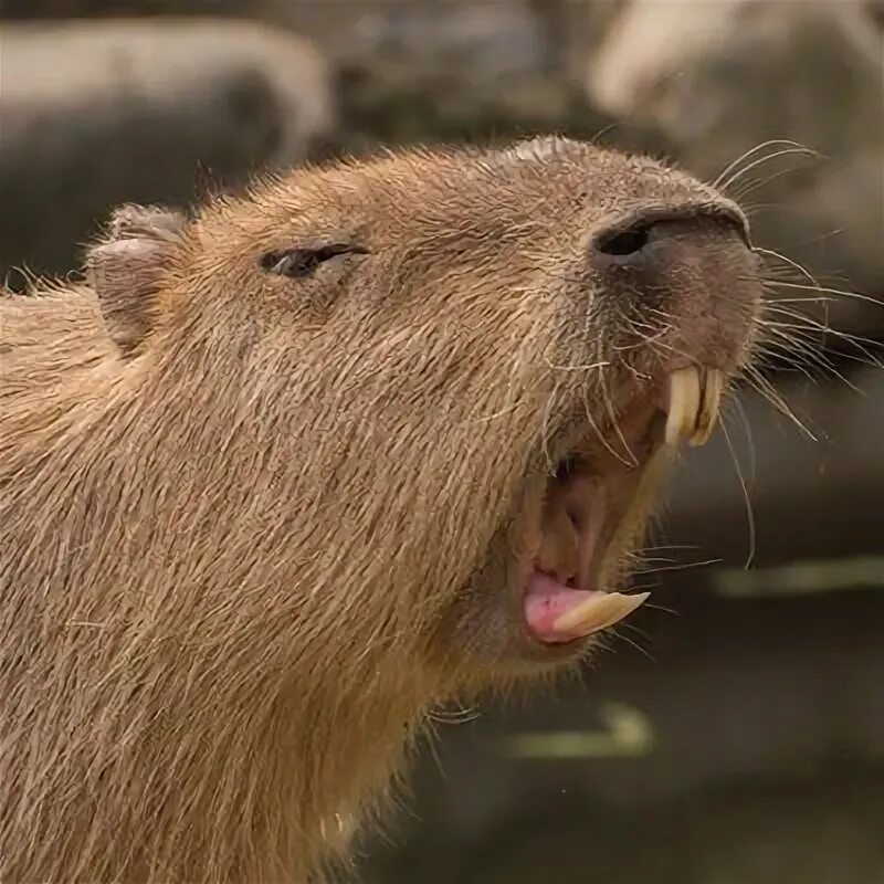 Капибара фото скачать бесплатно Domingues e a capivara do tempo Capybara pet, Capybara, Cute animals