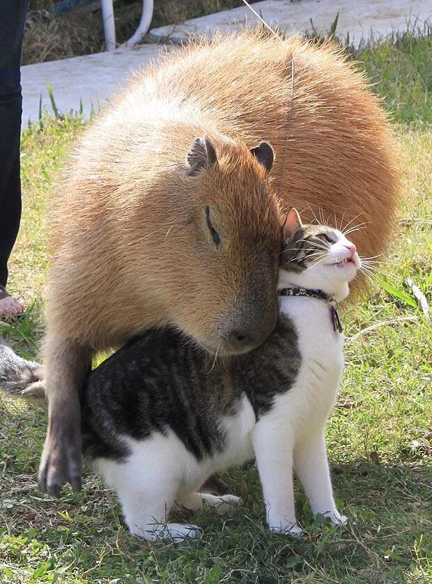 Капибара фото скачать бесплатно Capybara and cat Animaux mignons, Animaux adorables, Animaux