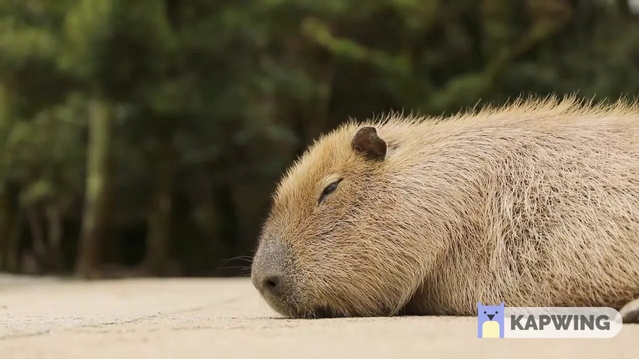 Капибара фото скачать бесплатно Capybara Chilling after a long day - YouTube