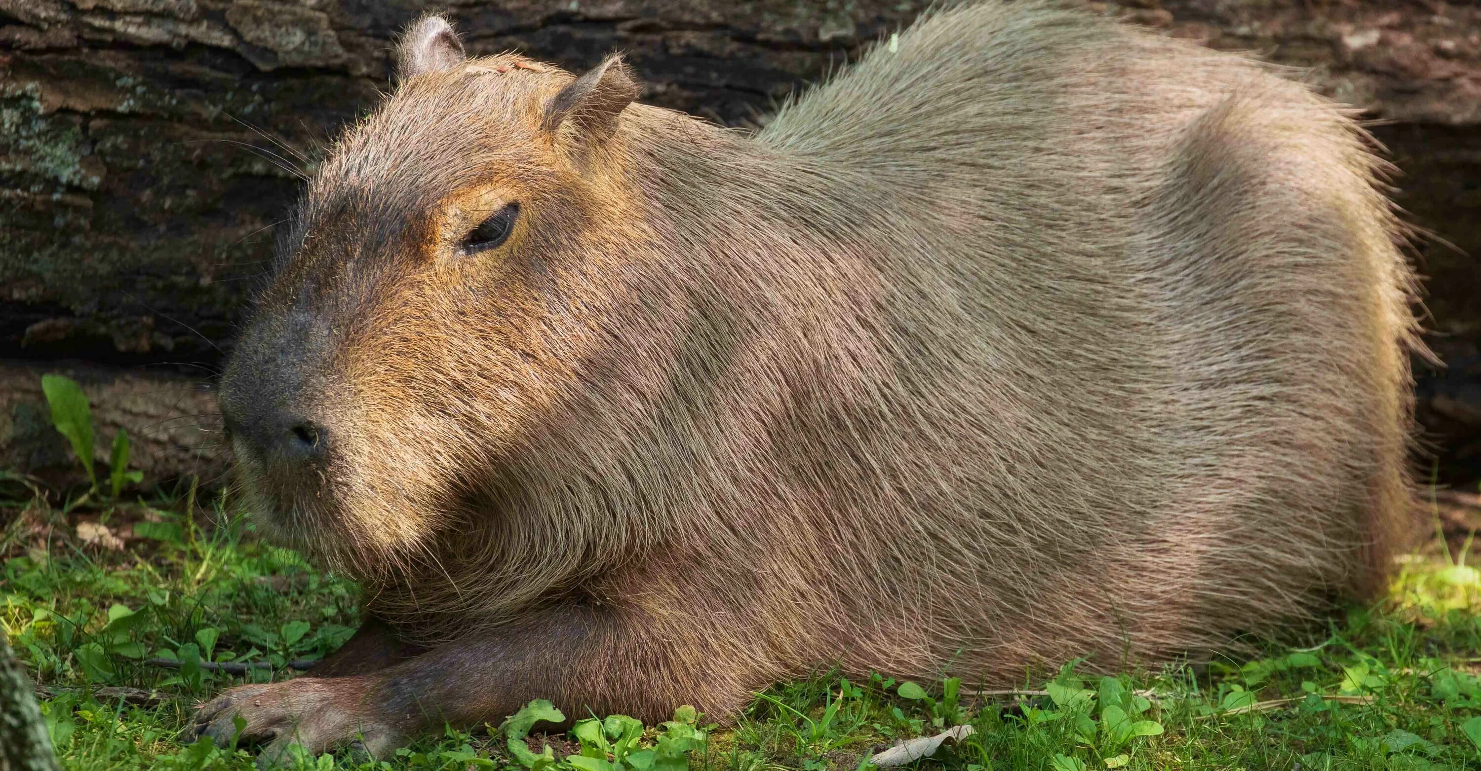 Капибара фото скачать бесплатно Steam Workshop::ONLY 4 CAPYBARA LOVERS