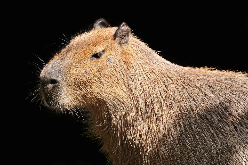 Капибара фото скачать на обои Capybara in the sun Another shot of the biggest rodent on . Flickr