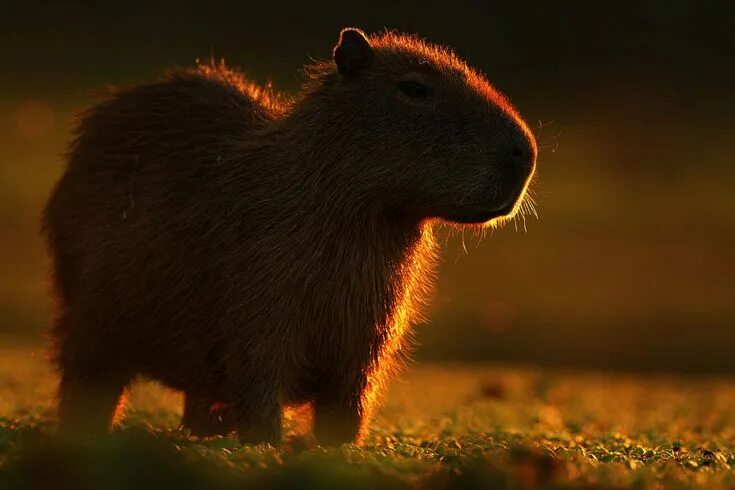 Капибара фото скачать на обои капибар на закате Capybara, Pantanal, Safari park