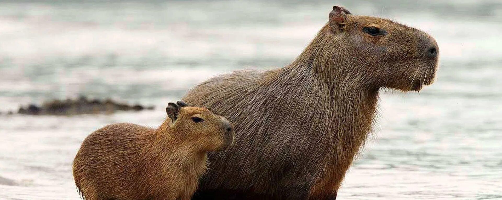 Капибара фото смешные и милые Gigachad Capybara 29E