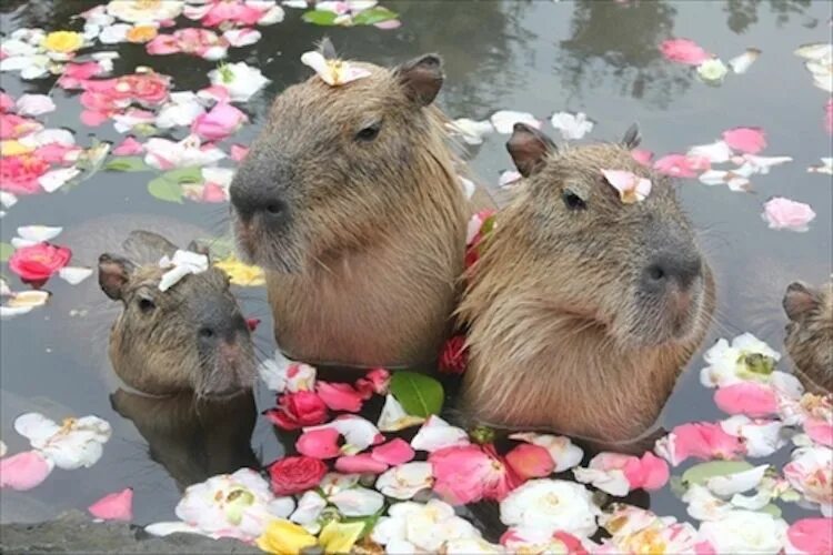 Капибара фото смешные и милые Pin on Happiness