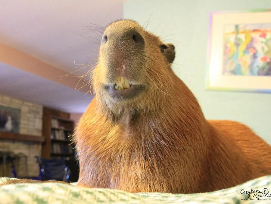 Капибара фото смешные и милые Capybara, Cute animals, Small pets