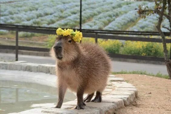 Капибара фото смешные и милые Flower crown Cute animals, Super cute animals, Capybara