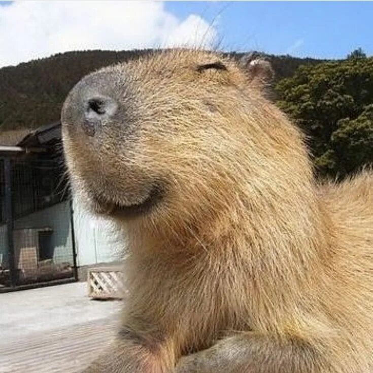 Капибара фото смешные и милые Capybara Капибара, Милые животные, Домашнее животное