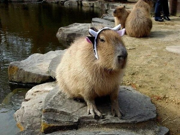 Капибара фото смешные и милые Capybara on the beach Capybara, Cute animals, Cute funny animals