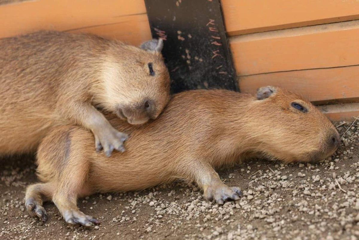 Капибара фото смешные и милые Pin auf Зверушки Coole tiere, Tiere, Lustig