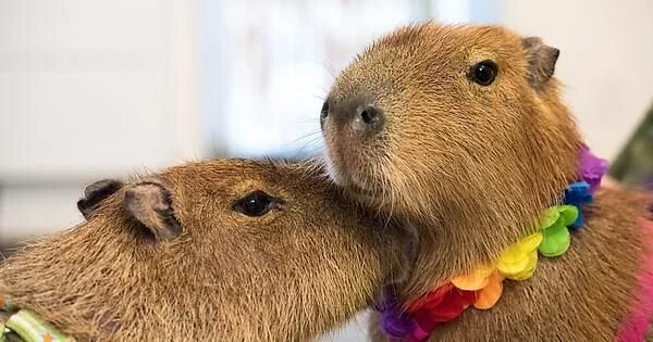 Капибара фото смешные и милые Capybara kisses http://ift.tt/2eDRg2n Capybara, Animals, Baby animals