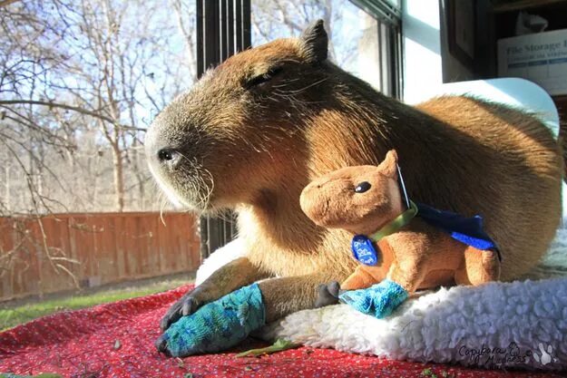 Капибара фото смешные и милые After Looking At These Photos You Will DEFINITELY Want A Capybara Capybara, Cute