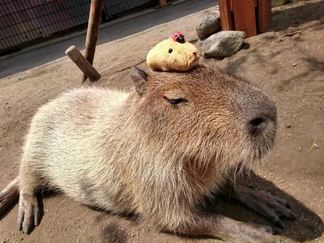 Капибара фото смешные и милые How do you make a capybara even cuter? Put another capybara on its head!https://
